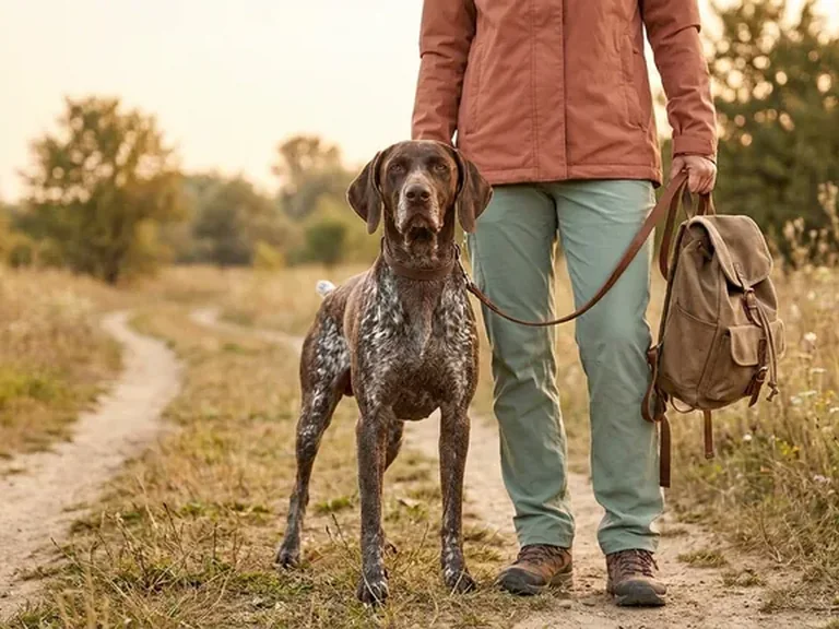 German Shorthaired Pointer